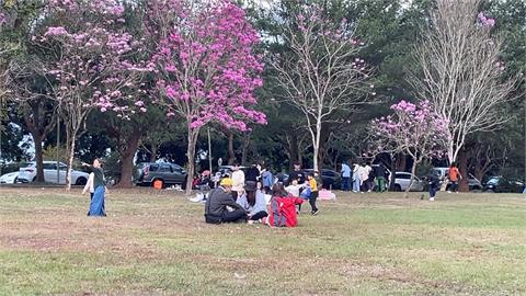 賞櫻免到深山！暨南大學櫻花季登場　上千顆櫻花接力綻放
