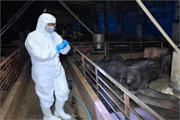 台中爆非洲豬瘟原因曝 「無照獸醫」涉違法診治、豬農稱憑經驗用藥