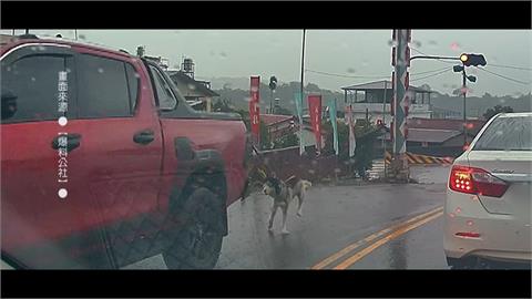 哈士奇慘遭皮卡車拖行　飼主澄清：意外非虐狗