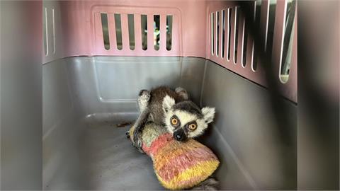 快新聞／震撼！宮廟停車場出現5隻「超稀有動物」　一查驚呆：是非法飼養