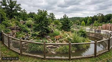 英國約克郡野生動物園驚傳老虎區重大事件　園方宣布緊急休園