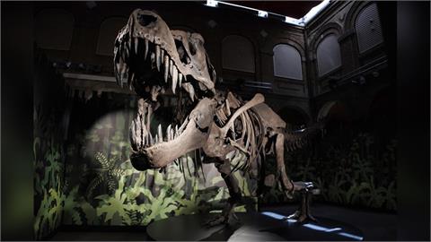 顛覆認知！科學家最新研究　暴龍竟然是「這樣生長」