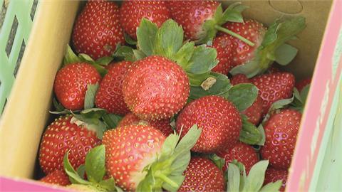 「冬天天氣熱+大雨狂下」　全台草莓大缺貨　採草莓要等到明年2月