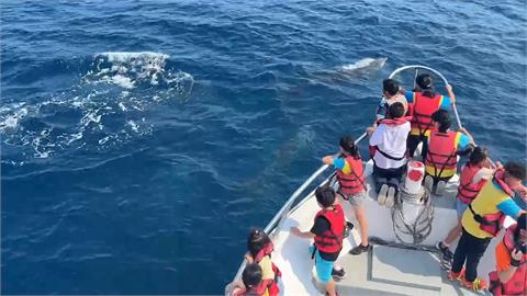 強震衝擊觀光花蓮遊客銳減　業者喊話：來賞鯨救觀光