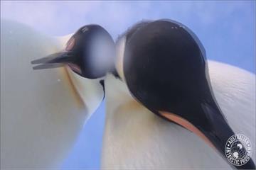 好療癒！南極生態記錄意外捕捉「企鵝自拍」