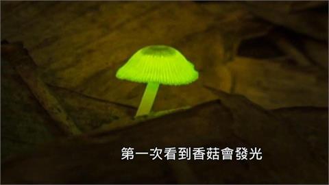 南投山林神秘綠光！　是螢火蟲？還是香菇？