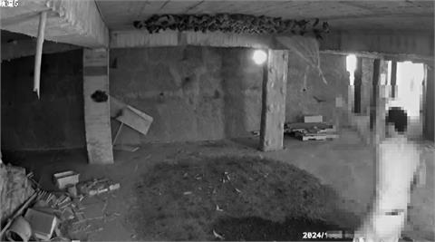 台灣特有種「葉鼻蝙蝠」秘境　男持掃把闖入狠揮打死