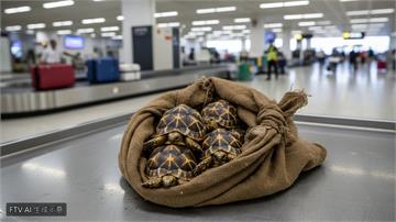 19歲台女泰國機場闖關失敗！全身貼滿30隻保育類象龜遭逮