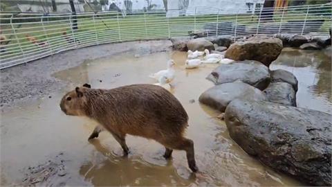 快新聞／跳出舒適圈？新北萬里「卡皮巴拉飛身逃家」　颱風將至主人急尋