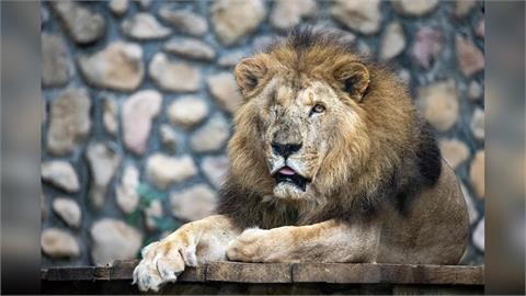 快新聞/二哥走了!壽山動物園23歲非洲獅辭世 16年陪伴成最暖生命教育