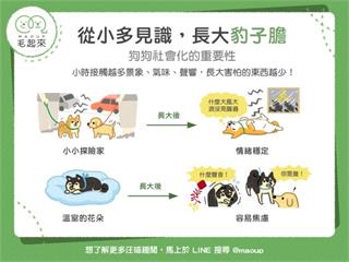 【狗貓訓練術】狗狗社會化好重要？從小多見識，長大豹子膽！｜寵物愛很大