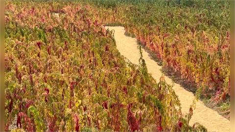 金峰原生藝術博覽會登場　原民辦桌融入在地食材吸客