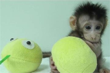 大躍進！中國培育兩隻「體細胞」複製猴