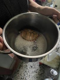 商旅鎮店麝香龜遭竊　警電鍋中撈出險成「烏龜燉飯」