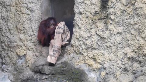 寒流發威冷吱吱　動物園紅毛猩猩隨身帶這款「禦寒神器」