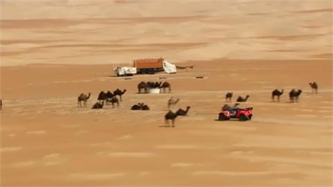 賽車穿梭於駱駝群之間 阿布達比挑戰賽沙漠飆速