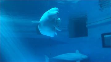台灣僅存三隻小白鯨！屏東海生館宣布不再進口繁衍