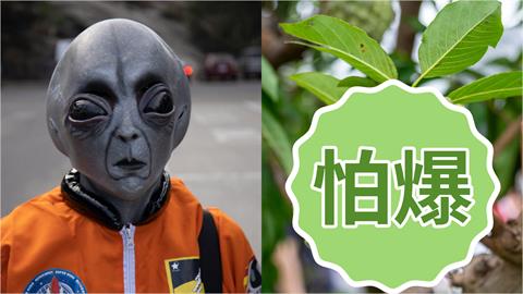 台灣1水果「像外星人分娩」日人看了都害怕！連館長也嫌棄：台人很少吃