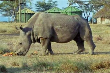 瀕臨絕種！全球僅存雄性白犀牛「蘇丹」病逝