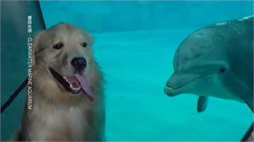 黃金獵犬大逛佛州海生館 你看我我看你！和海豚互相打量超逗趣