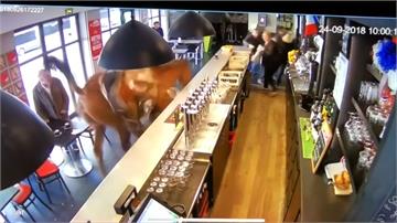 落跑賽馬闖咖啡廳 店內亂撞嚇跑老闆、顧客