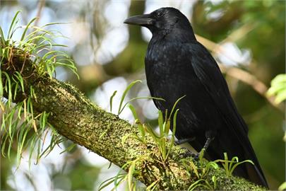 快新聞／日熊本獵人驅逐烏鴉「霰彈槍意外走火」！　2人中彈送醫