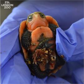 牠以大頭聞名！倫敦動物園2對瀕危「大頭龜」傳喜訊產下3隻幼龜