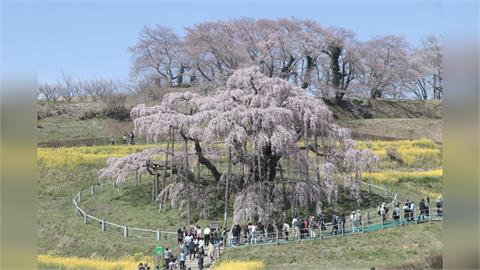 日本入春氣候多變　陰雨綿綿變高溫晴天「溫差大」