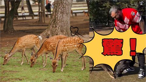 有影／萌娃遭奈良鹿「撞飛」倒地！老爸PO文提醒反被罵：不負責