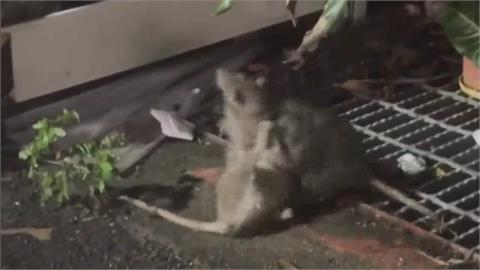 秦慧珠爆市場狂抓163隻鼠「才登2隻」 周軒酸市府認知作戰:連自家議員看不下去