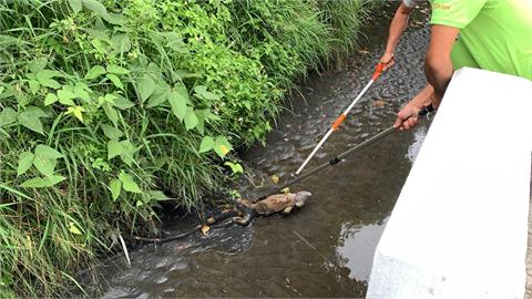 快新聞/台東森林公園驚見巨型綠鬣蜥 農業處:可能攜帶寄生蟲與沙門氏菌