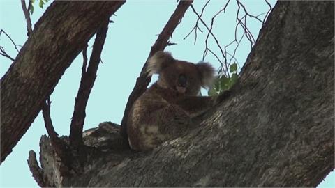 澳洲護國寶 東部無尾熊列瀕危物種