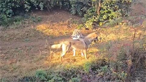 狼來了！東京1動物園「野狼脫逃中」　園區急關閉捕捉