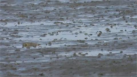 全球最大海上型太陽能電廠擴大　環團憂生態衝擊