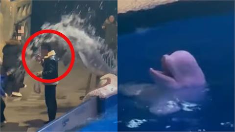 中國男水族館內抽菸不聽勸！小白鯨火大「噴水處罰」當場濕透丟臉畫面曝