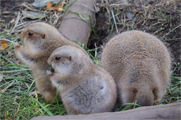 上野動物園《胖嘟嘟的黑尾土撥鼠》像小雞一樣的圓滾滾身材在推民間爆紅