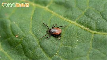 出國旅遊注意！日本蜱蟲病通報創歷年新高　疾管署揭台現況