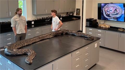 佛州破紀錄「巨型緬甸蟒」照片曝光！長5公尺腹懷122顆卵