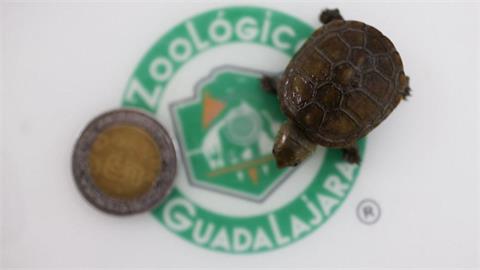 墨西哥「世界最小龜」僅銅板大瀕臨絕跡　動物園保育成功「人為孵化」