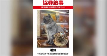 被演習警報嚇到！迪化街貓店長「薯條」驚嚇走失　飼主急協尋