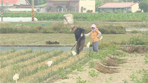 台南紅蔥頭產量減半　價格崩跌　農糧署將首度啟動「加工計畫」