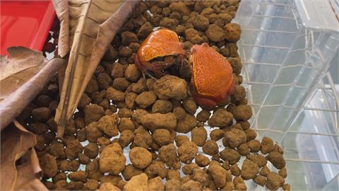 養青蛙年營收3千萬　台灣最大觀賞蛙品牌擠下美國龍頭