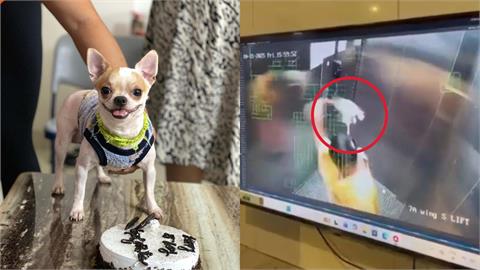 女傭電梯虐狗「活活摔死」!飼主心碎曝光「最後60秒監視器」畫面