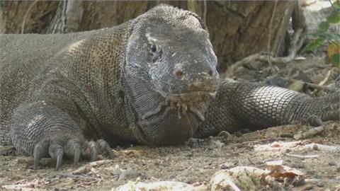 印尼大肆開發「科莫多國家公園」 恐危害科莫多巨蜥