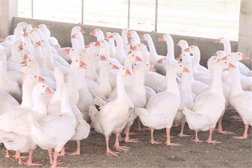 立陶宛爆發禽流感 農委會：活禽鳥及種蛋禁止輸台