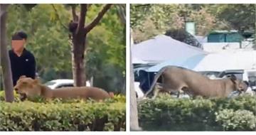 太扯！馬路驚見獅子狂奔　馬戲團獅子脫逃民眾拿鐵鏟圍捕
