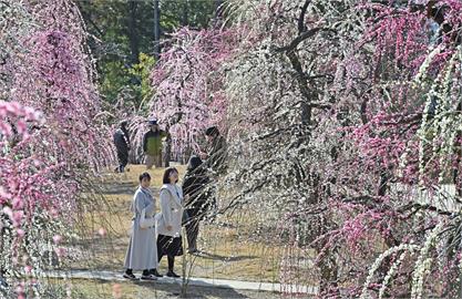 日本各地氣溫逐漸回暖　京都垂枝梅花盛開湧賞花人潮