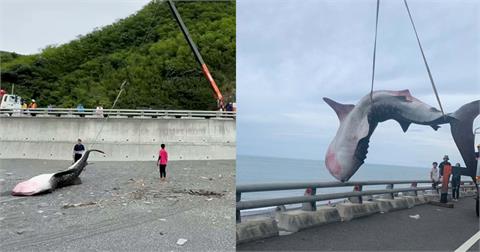 5公尺鯨鯊擱淺東海岸死亡　吊掛送台南成大研究