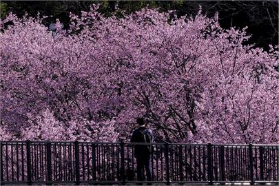 3月偏冷高知市櫻花初次綻放　日本櫻花祭登場