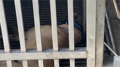 快新聞／基隆郵差送信慘遭惡犬咬斷手指　飼主下場出爐